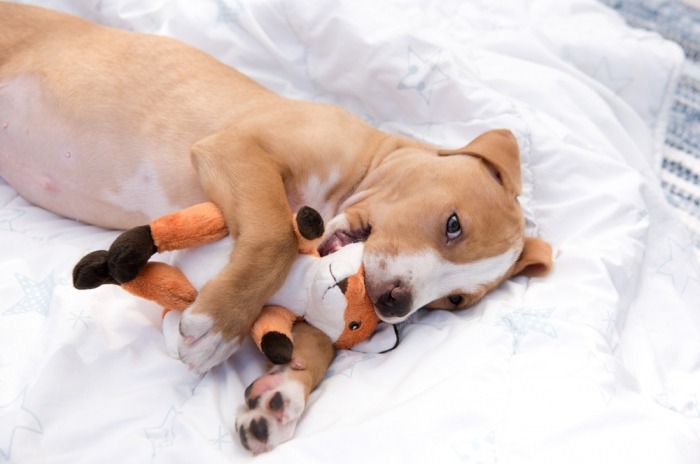 Hondje met knuffel in zijn bek op een bed