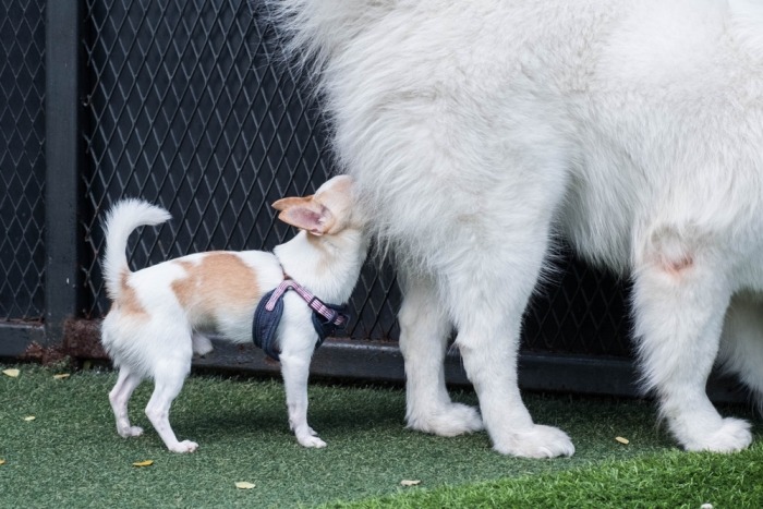 Klein hondje ruikt aan kont van grote witte hond