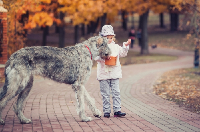 De ierse wolfshond kan over het algemeen goed overweg met kinderen, maar hou toch altijd een oogje in het zeil want een ongeluk is snel gebeurd! 