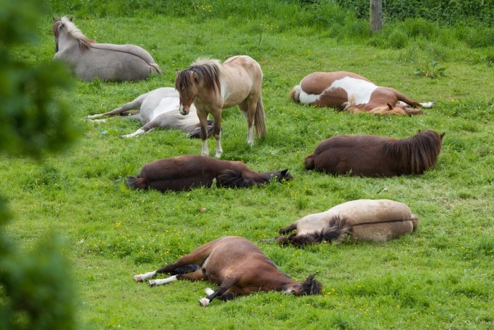 Kudde slapende IJslandse paarden