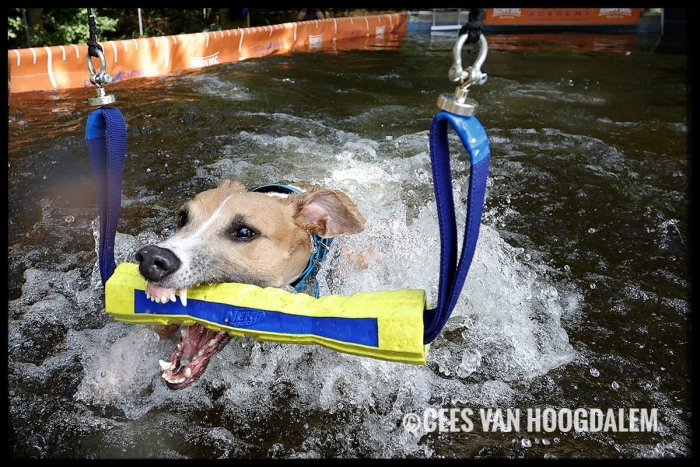 Hond pakt dummy in het water 