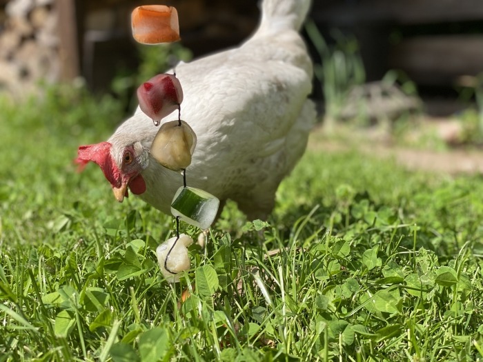 Witte kip pikt aan slinger met ingevroren groenteblokje