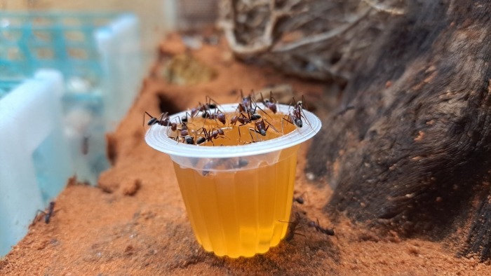 Australische mierenkolonie krijgt suikerwater te eten