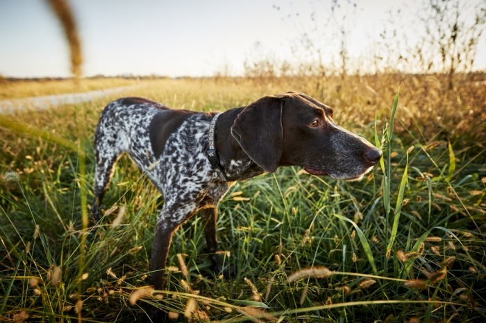 Jachthond in het veld