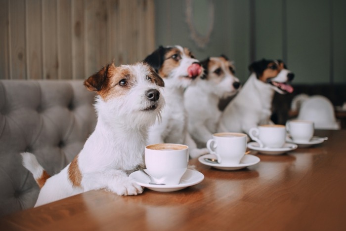 Jack russels drinken koffie aan een toog