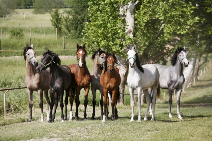 Groep jonge Arabische paarden
