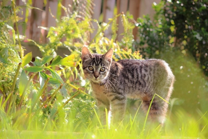 Jonge kat op verkenning in de tuin