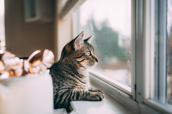 Kat zit achter raam en kijkt naar buiten