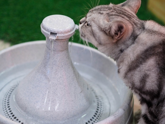 Kat drinkt van plastic drinkfontein