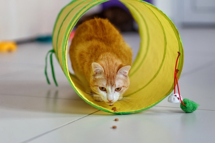 Kat eet brokjes in een tunnel