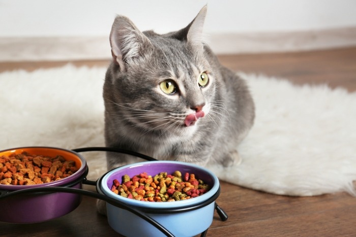 Kat eet likkebaardend van een kommetje droge brokjes