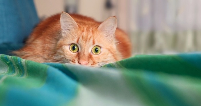 Rosse kat met wijd opengesperde ogen op groen deken