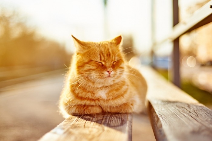 Rosse kat rust uit in 'broodhouding'