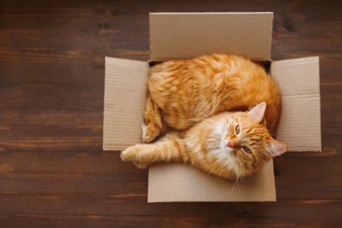 Rosse kat in kartonnen doos