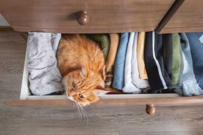 Rosse kat zit in lade met kleding
