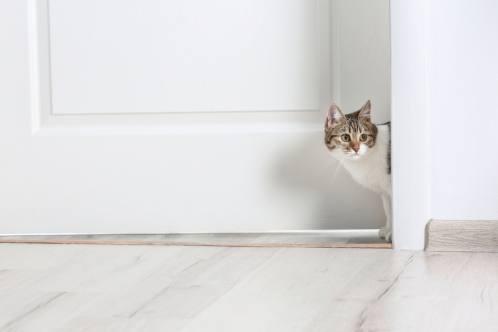 Kat komt kijken door de kier van een open deur