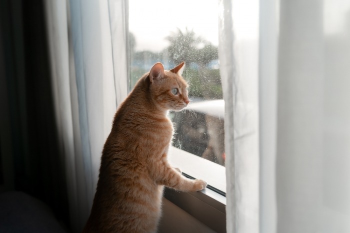 Rosse kat kijkt door raam met voorpoten op vensterbank 