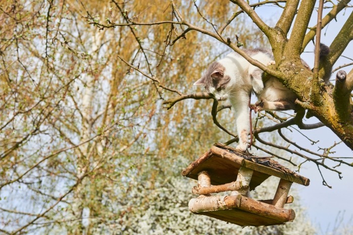 Kat klimt in boom naar voederhuisje voor vogels