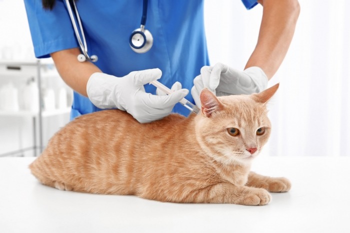 Rosse kat krijgt injectie bij de dierenarts