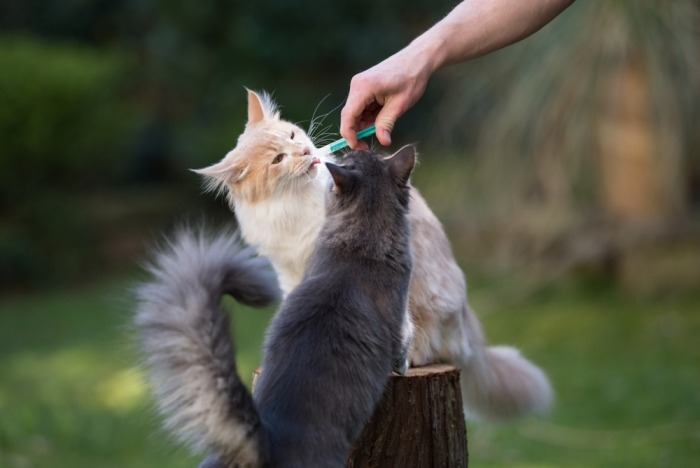 Medicatie toedienen aan kat Maine coons krijgen medicatie