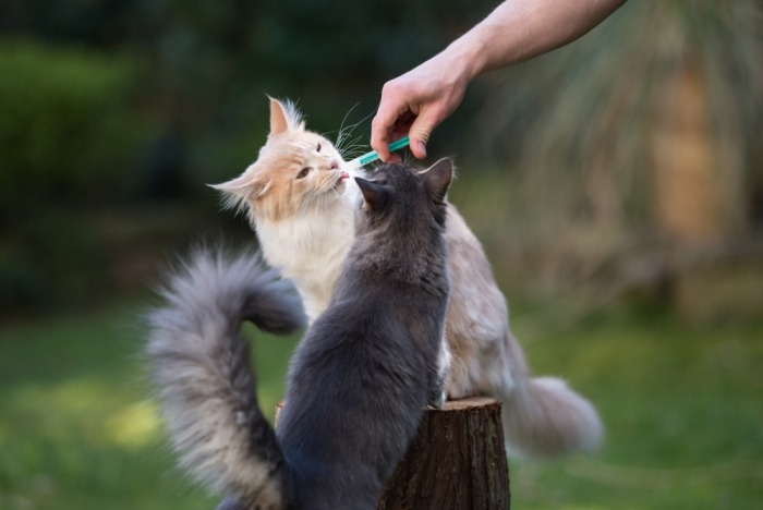 Maine coons krijgen medicatie 