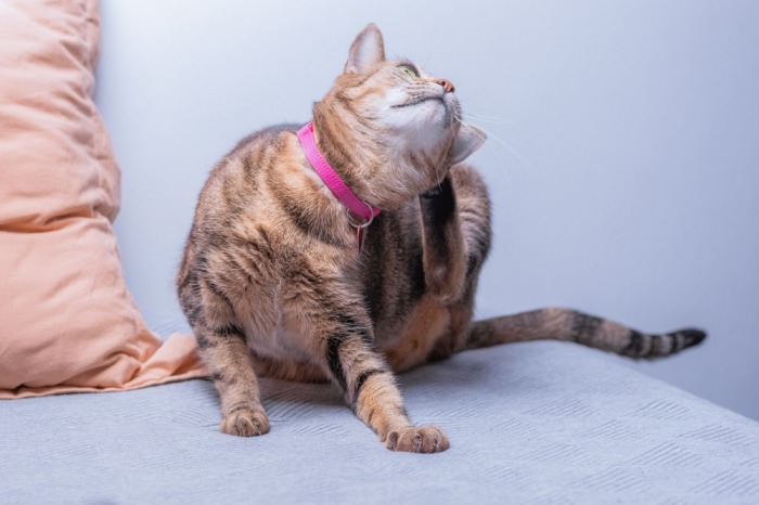 Kat met roze halsbandje krabt zich met achterpoot