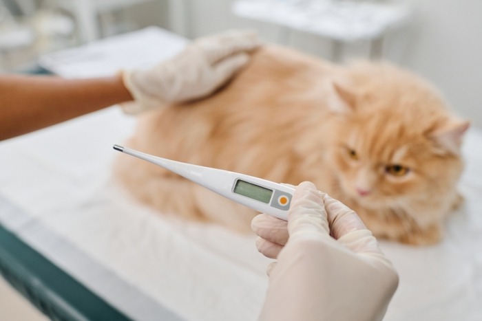 Rosse kat met koortsthermometer Rosse kat met koortsthermometer