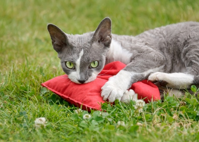 Grijs-witte kat met rood kussentje in het gras