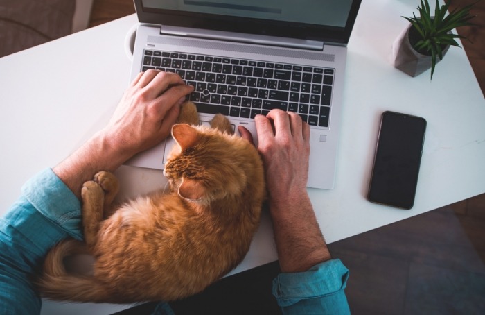Kat ligt met pootjes op touch pad van laptop