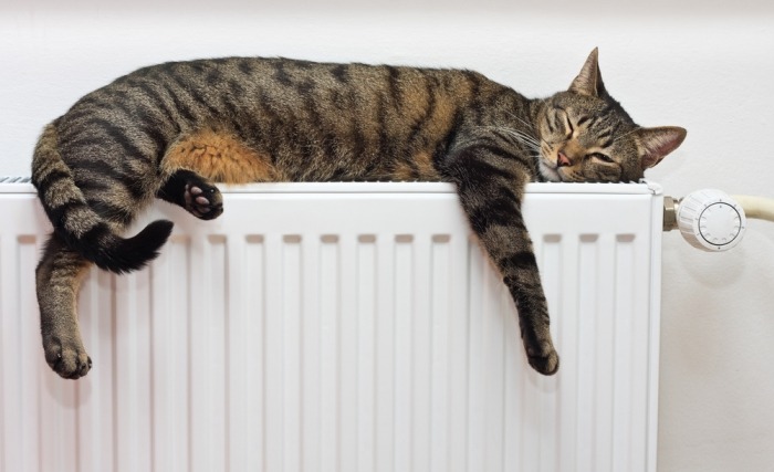 Kat ligt op radiator te slapen