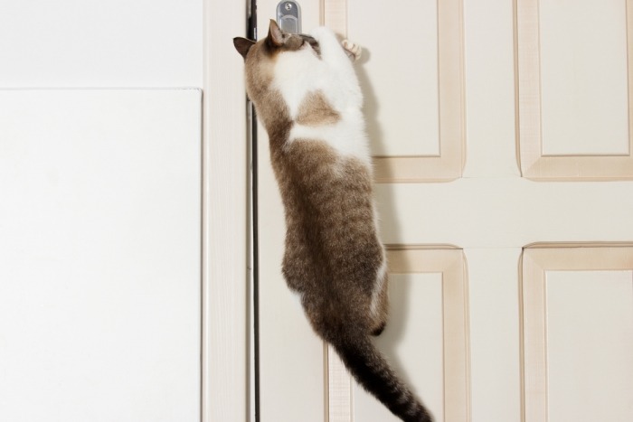 Kat springt naar klink van de deur