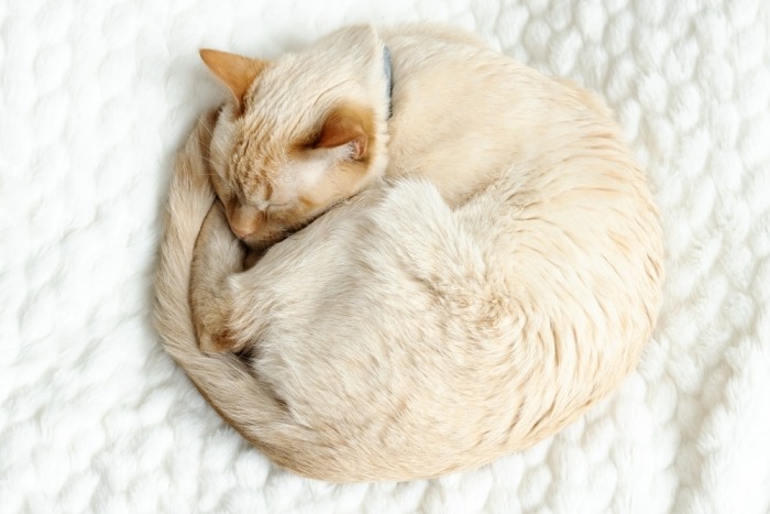 Crèmekleurige kat slaapt opgerold op witte sprei