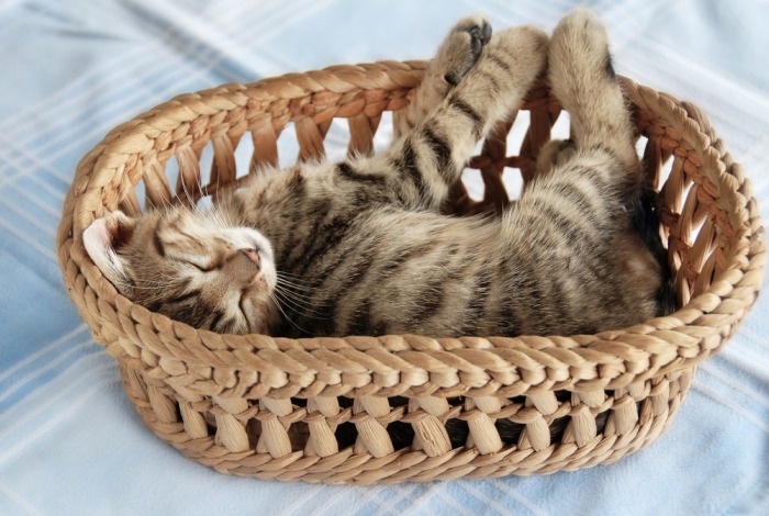 Kitten slaapt in een mandje