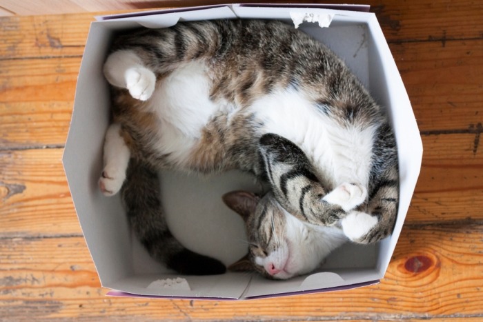 Kat slaapt in doos