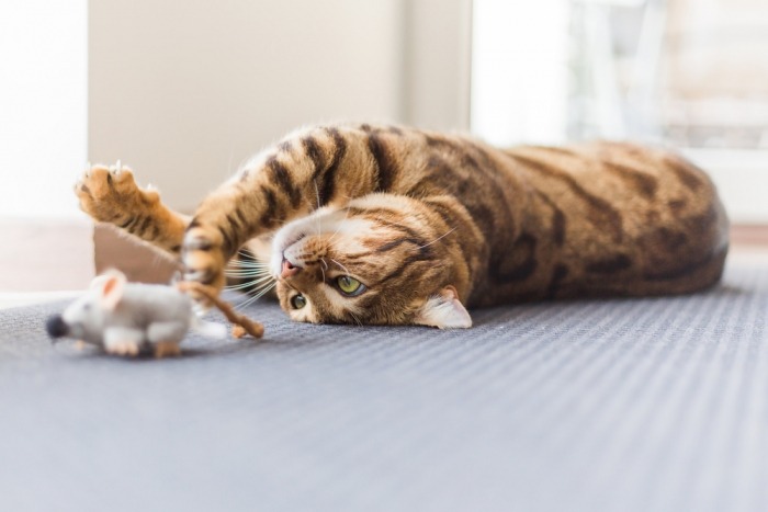 Kat speelt met een speelgoedmuis