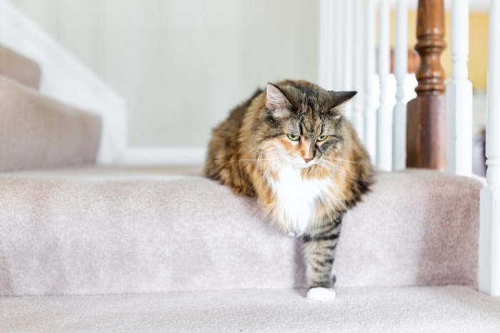 Kat stapt van trap