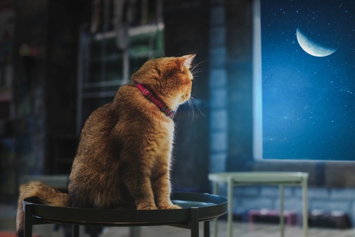 Kat zit voor het raam naar de maan te kijken 