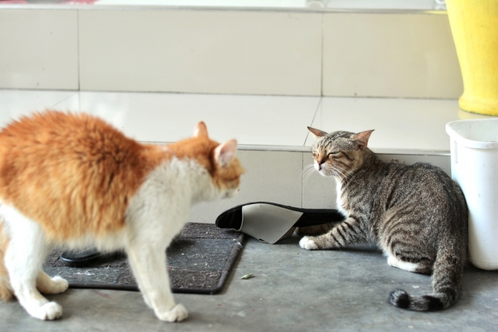 Twee katten blazen naar elkaar Twee katten blazen naar elkaar