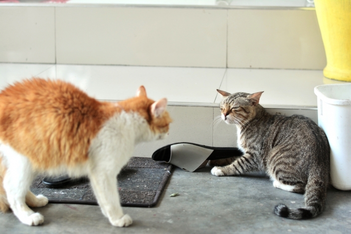 Twee katten blazen naar elkaar