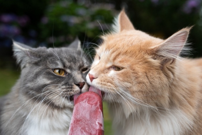 Twee katten likken aan een ijsje
