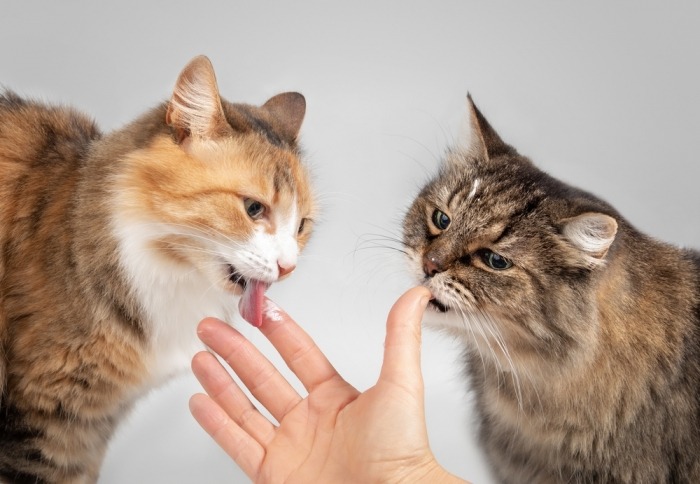 Katten likken yoghurt van vingers