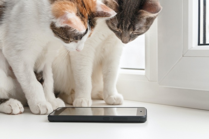Twee katten kijken naar smartphone