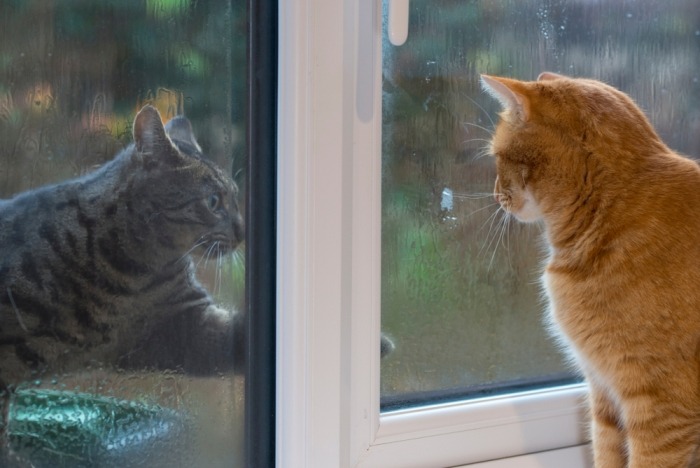 Twee katten staren naar elkaar door het raam
