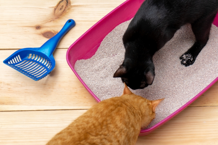 Twee katten inspecteren schoongemaakte kattenbak zonder deksel