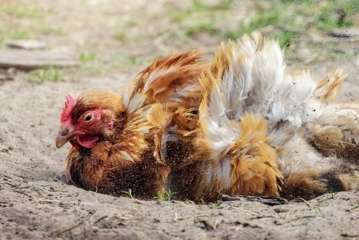 Bruine kip neemt stofbad