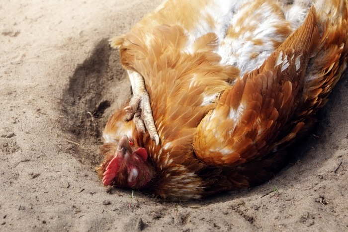 Bruine kip neemt stofbad in het zand