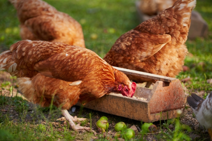 betaling binnenvallen namens Waarom legt mijn kip geen eieren? | Beestig.be