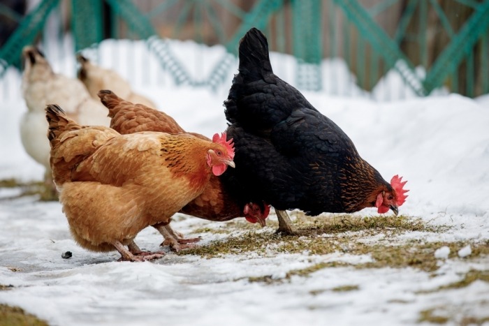Kippen eten in de sneeuw