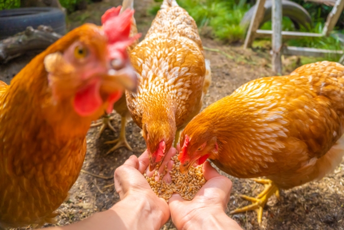 Bruine kippen eten voer uit handen