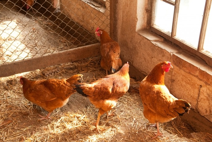 Bruine kippen in een zonovergoten kippenhok